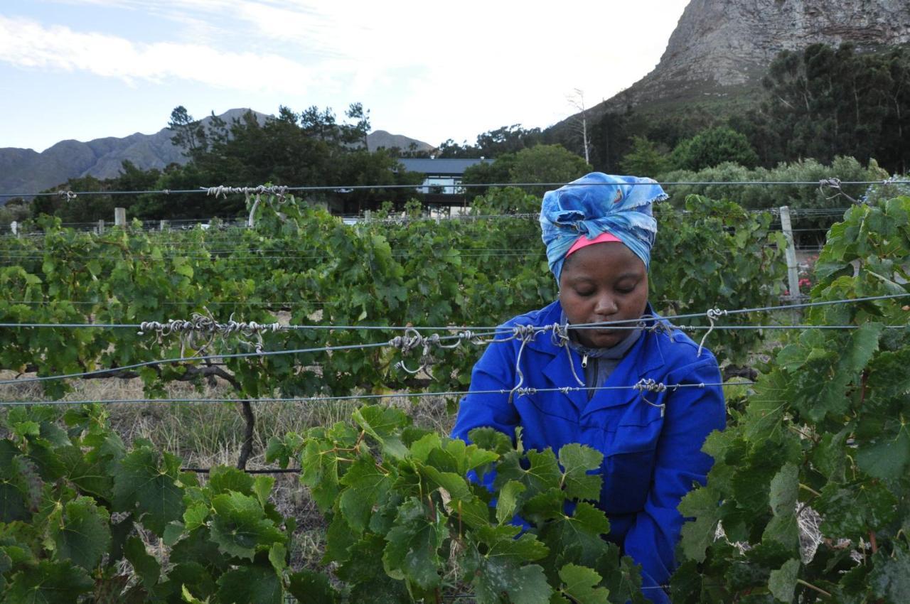 Blueberry Hill Cottages Franschhoek Buitenkant foto